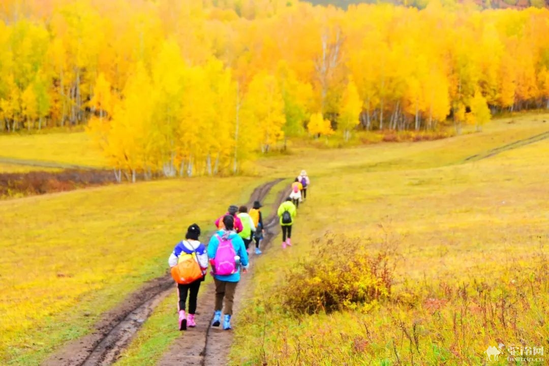 (12)2023年中国大兴安岭最美的秋天徒步50公里活动召集-户外活动图-驼铃网