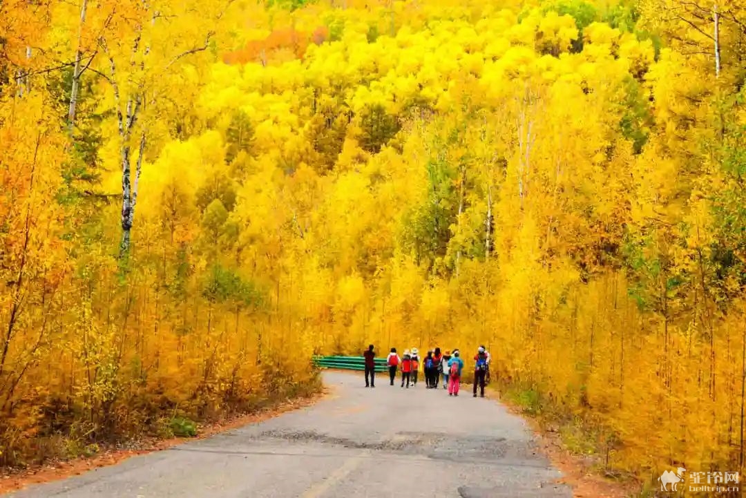 (2)2023年中国大兴安岭最美的秋天徒步50公里活动召集-户外活动图-驼铃网