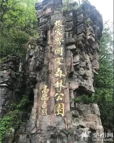 (5)【魅力张家界】 | 湖南张家界森林公园?天门山?土司城?凤凰古城双高5日纯玩深度游（长沙进凤凰出）-户外活动图-驼铃网