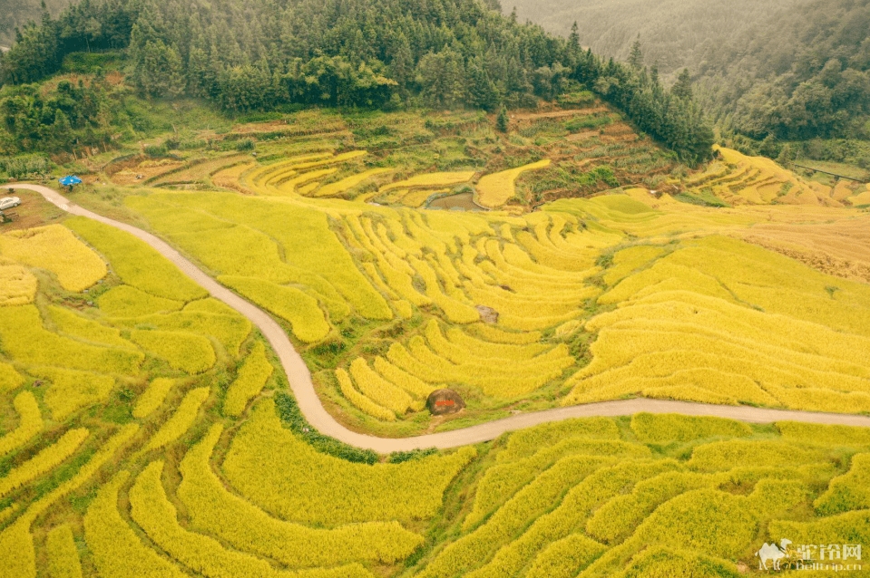 (4)【深度金秋连南3天游】欧家梯田+黑山梯田+洞天仙境+瑶族博物馆+油岭瑶寨+瑶王长桌宴+瑶族篝火+千亩银杏+越秀桥-户外活动图-驼铃网