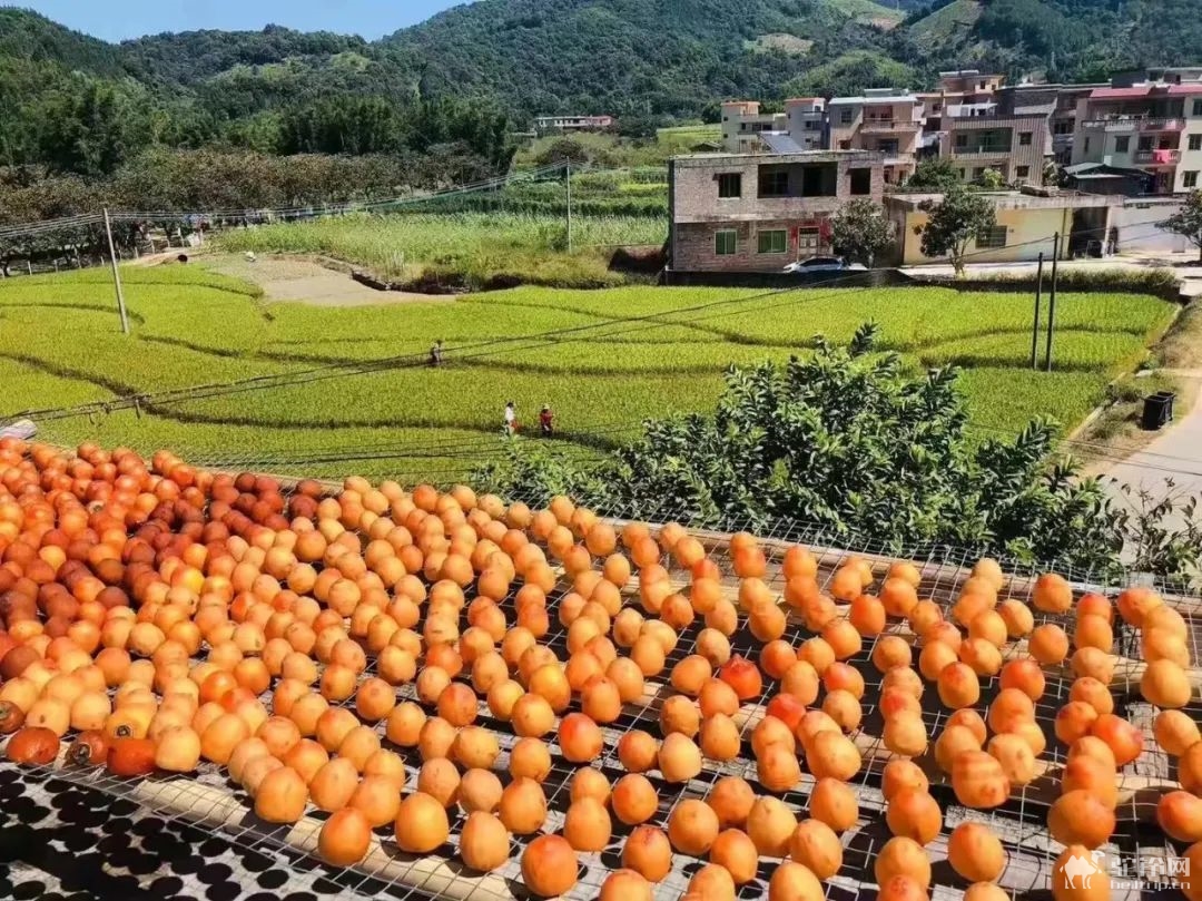 (10)【谷柿丰收】桂峰村百亩柿子熟挂枝头，红红火火！“小龙脊”百亩梯田，稻浪涛涛！“小泸沽湖”碧波荡漾，悠然享受-户外活动图-驼铃网