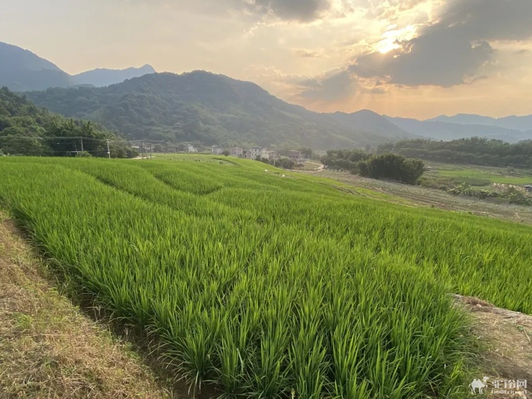 (22)【谷柿丰收】桂峰村百亩柿子熟挂枝头，红红火火！“小龙脊”百亩梯田，稻浪涛涛！“小泸沽湖”碧波荡漾，悠然享受-户外活动图-驼铃网