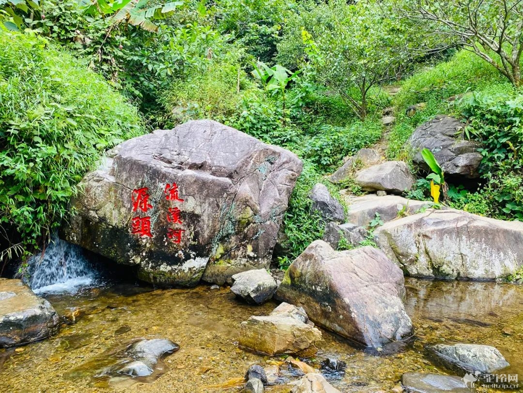 (19)【谷柿丰收】桂峰村百亩柿子熟挂枝头，红红火火！“小龙脊”百亩梯田，稻浪涛涛！“小泸沽湖”碧波荡漾，悠然享受-户外活动图-驼铃网